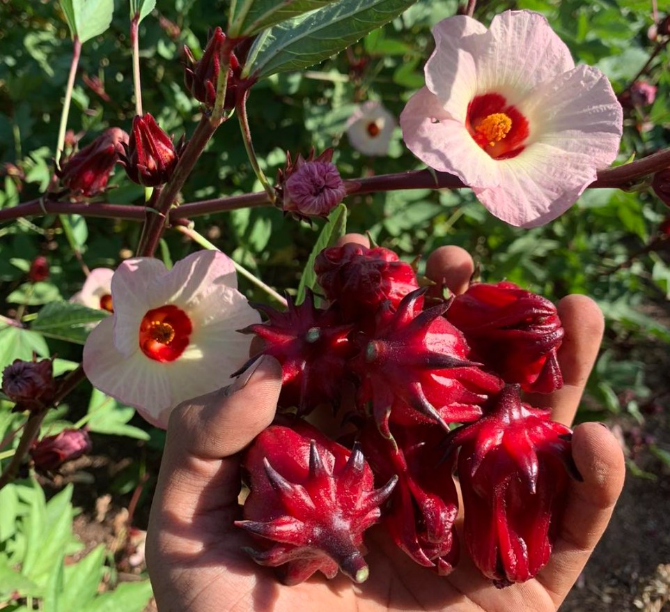 Roselle Taste The Beauty